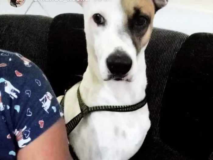 Cachorro ra a Sem raça definida idade 2 anos nome Ragnar