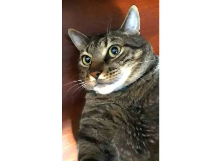 Gato ra a  idade 4 anos nome Musthafa