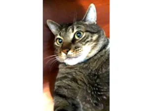 Gato raça  idade 4 anos nome Musthafa