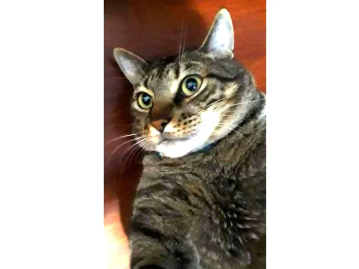 Gato ra a  idade 4 anos nome Musthafa