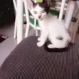 Dora