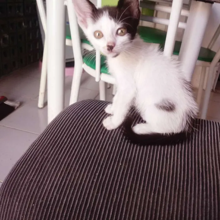 Gato raça Srd idade Abaixo de 2 meses nome Dora