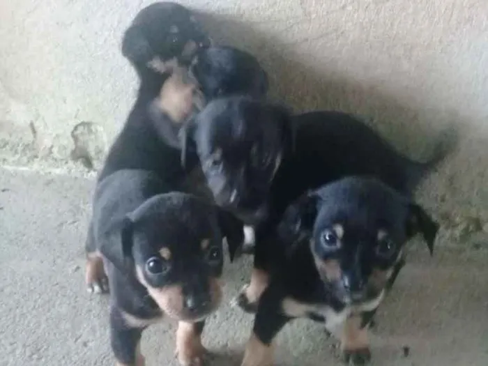 Cachorro ra a Viralata idade Abaixo de 2 meses nome Sem nome