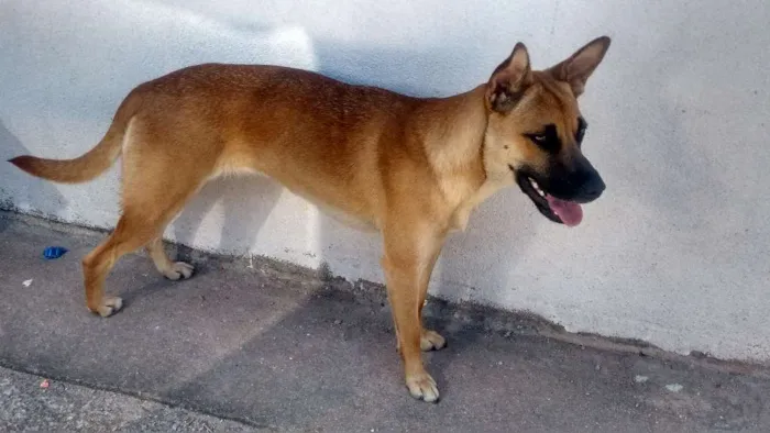 Cachorro ra a Sem raça definida idade 7 a 11 meses nome Helena