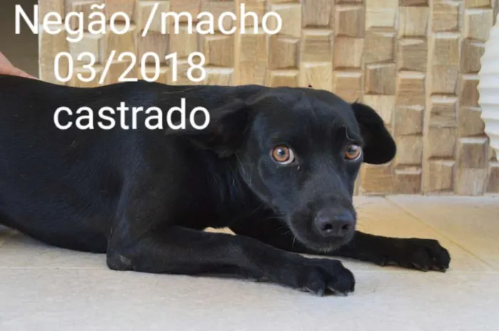 Cachorro ra a indefinida idade 1 ano nome NEGÃO