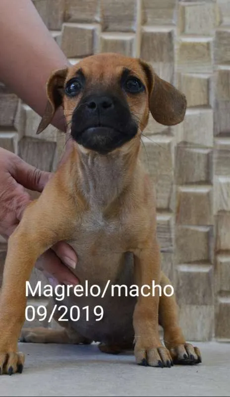 Cachorro ra a INDEFINIDA idade 2 a 6 meses nome MAGRELO