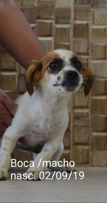 Cachorro ra a Indefinida idade 2 a 6 meses nome BOCA