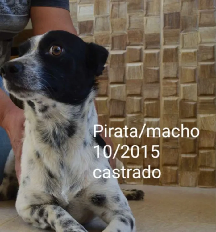 Cachorro ra a Indefinida idade 4 anos nome Pirata