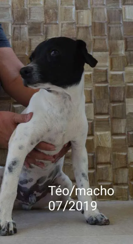 Cachorro ra a Indefinida idade 2 a 6 meses nome Téo