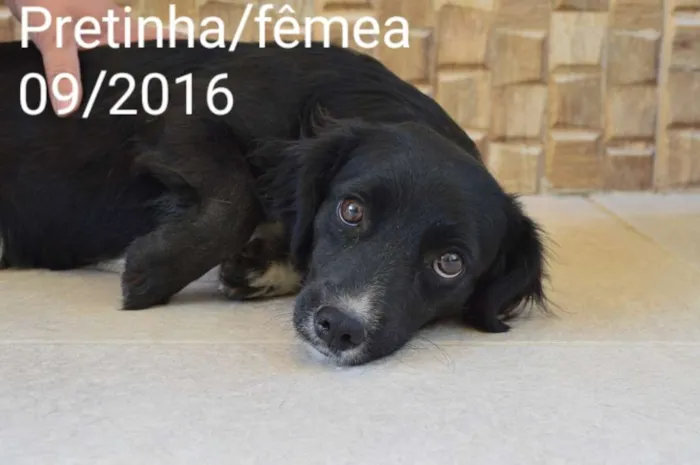 Cachorro ra a Indefinida idade 3 anos nome Pretinha