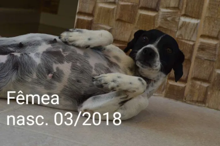 Cachorro ra a Indefinida idade 2 anos nome Sem nome