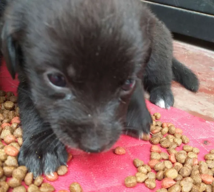 Cachorro ra a Vira lata  idade 2 a 6 meses nome Filhotes 
