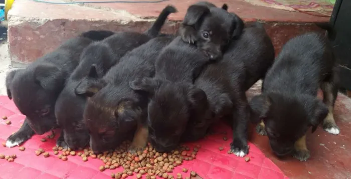 Cachorro ra a Vira lata  idade 2 a 6 meses nome Filhotes 
