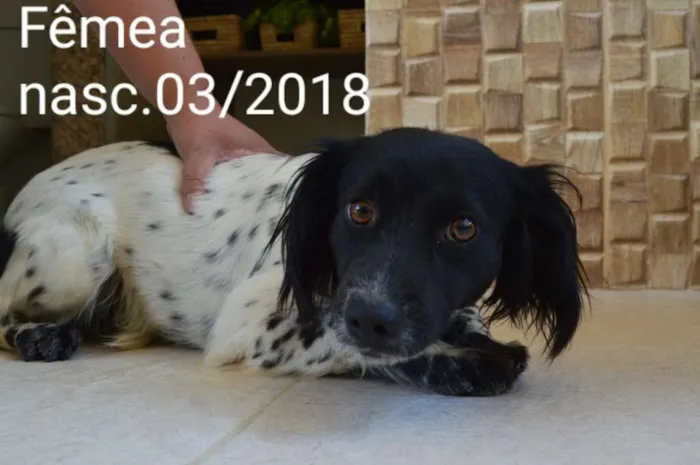 Cachorro ra a Indefinida idade 2 anos nome Piratinha