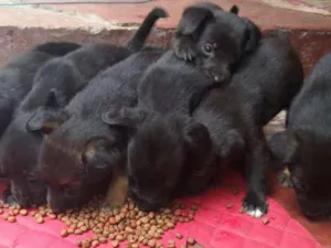 Cachorro raça Vira lata  idade 2 a 6 meses nome Filhotes 
