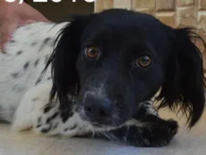 Cachorro raça Indefinida idade 2 anos nome Piratinha