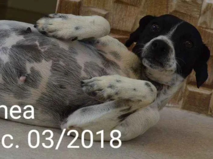 Cachorro ra a Indefinida idade 2 anos nome Sem nome