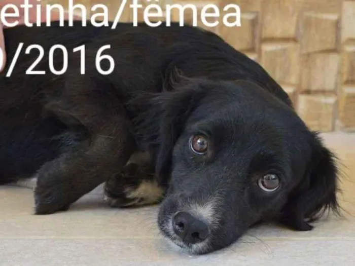 Cachorro ra a Indefinida idade 3 anos nome Pretinha