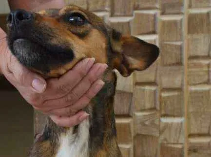 Cachorro ra a Indefinida idade 2 anos nome Tyson