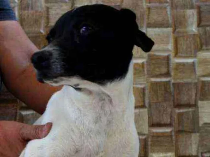 Cachorro ra a Indefinida idade 2 a 6 meses nome Téo