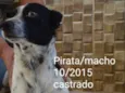 Pirata