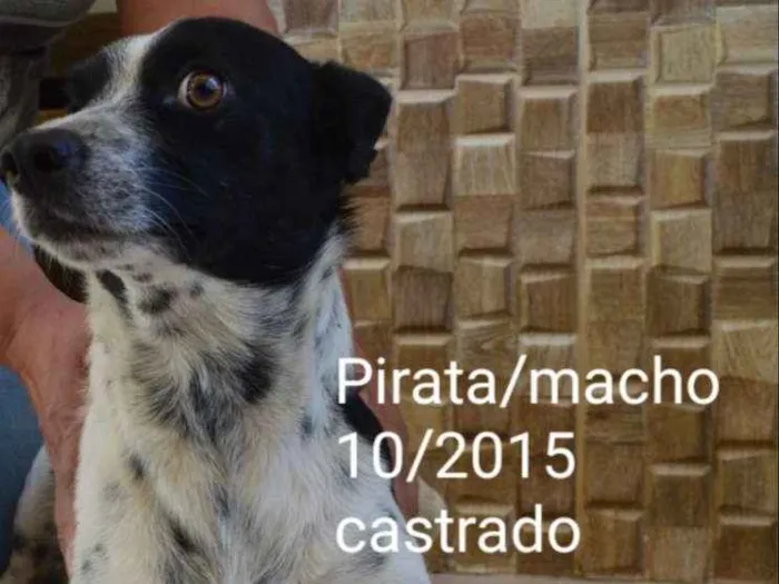 Cachorro ra a Indefinida idade 4 anos nome Pirata