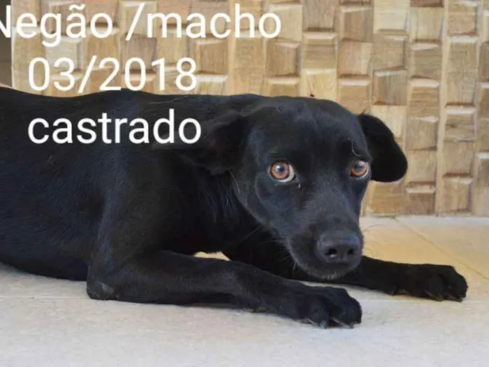 Cachorro ra a indefinida idade 1 ano nome NEGÃO