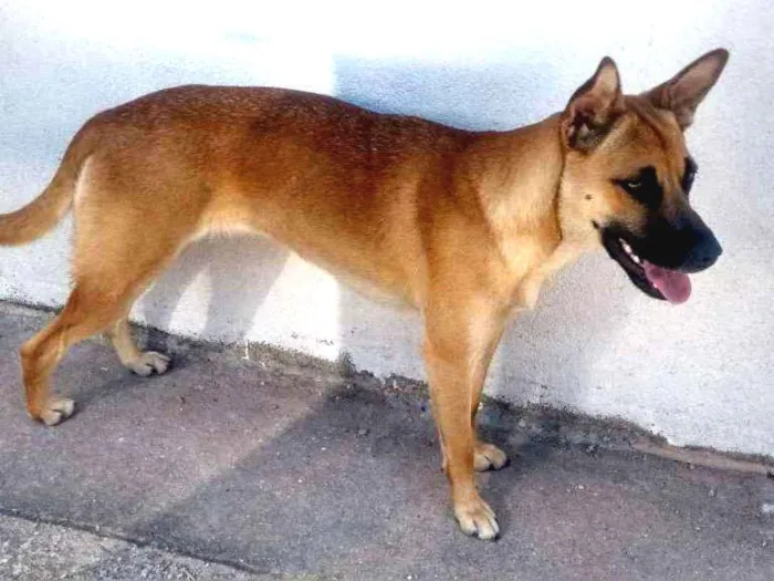 Cachorro ra a Sem raça definida idade 7 a 11 meses nome Helena