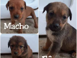 Cachorro raça Vira lata  idade 2 a 6 meses nome Cachorro