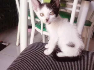 Gato raça Srd idade Abaixo de 2 meses nome Dora