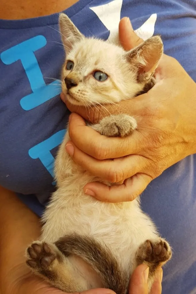 Gato ra a SRD idade 2 a 6 meses nome Eva 