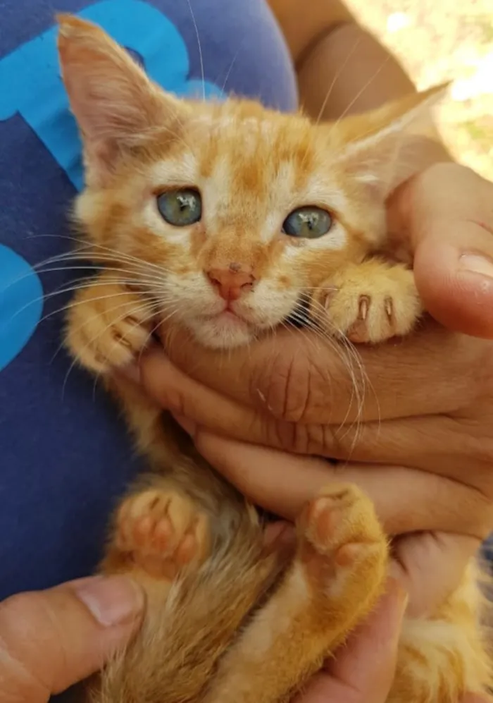 Gato ra a SRD idade 2 a 6 meses nome Chico 
