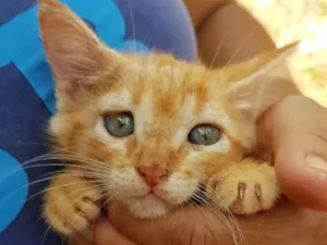Gato raça SRD idade 2 a 6 meses nome Chico 