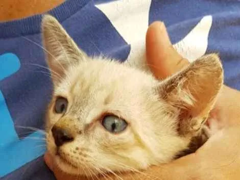 Gato ra a SRD idade 2 a 6 meses nome Eva 