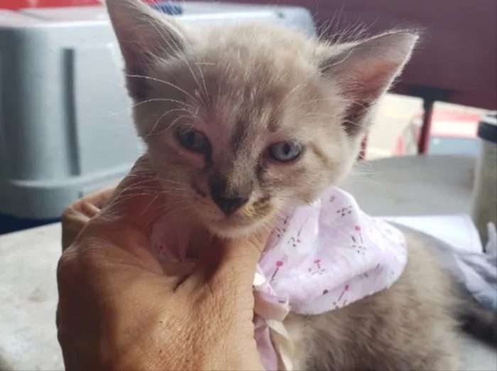 Gato ra a SRD idade 2 a 6 meses nome Mel 