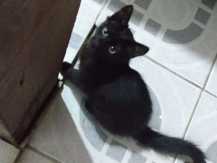 Gato ra a  idade 2 a 6 meses nome Pretinha