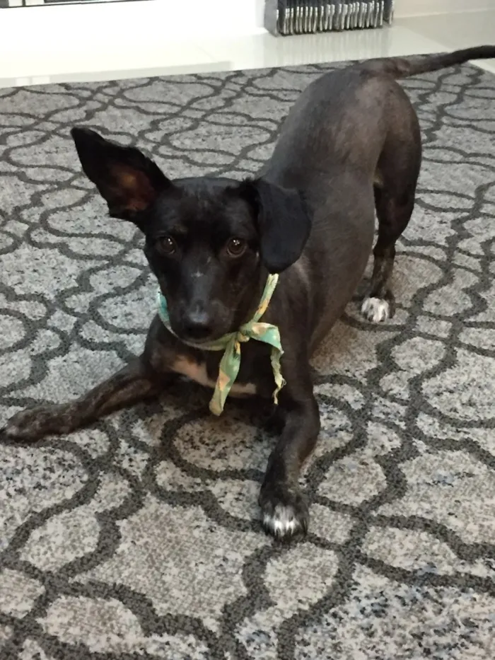 Cachorro ra a Sem raça definida  idade 2 anos nome Babalu 