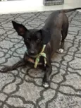 Babalu