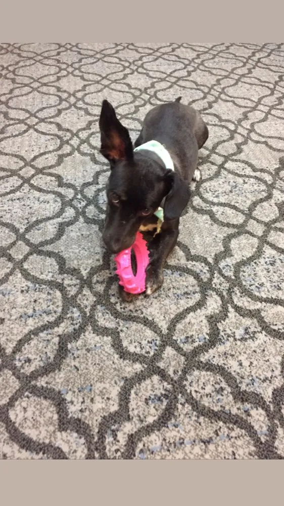 Cachorro ra a Sem raça definida  idade 2 anos nome Babalu 
