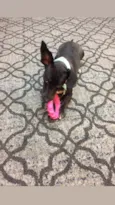 Babalu