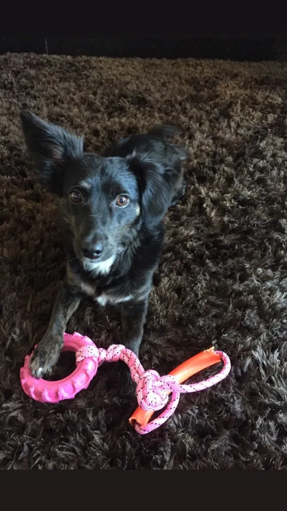 Cachorro ra a Sem raça definida  idade 2 anos nome Babalu 