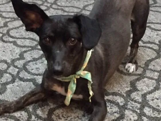 Cachorro ra a Sem raça definida  idade 2 anos nome Babalu 