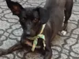 Babalu