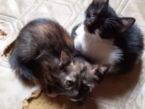 Gato raça SRD idade 2 a 6 meses nome Sem nome
