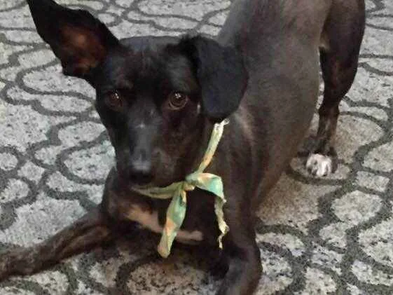 Cachorro ra a Sem raça definida  idade 2 anos nome Babalu 