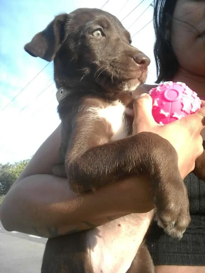 Cachorro raça labrador idade 2 a 6 meses nome nina