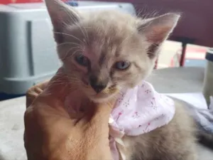 Gato raça SRD idade 2 a 6 meses nome Mel 