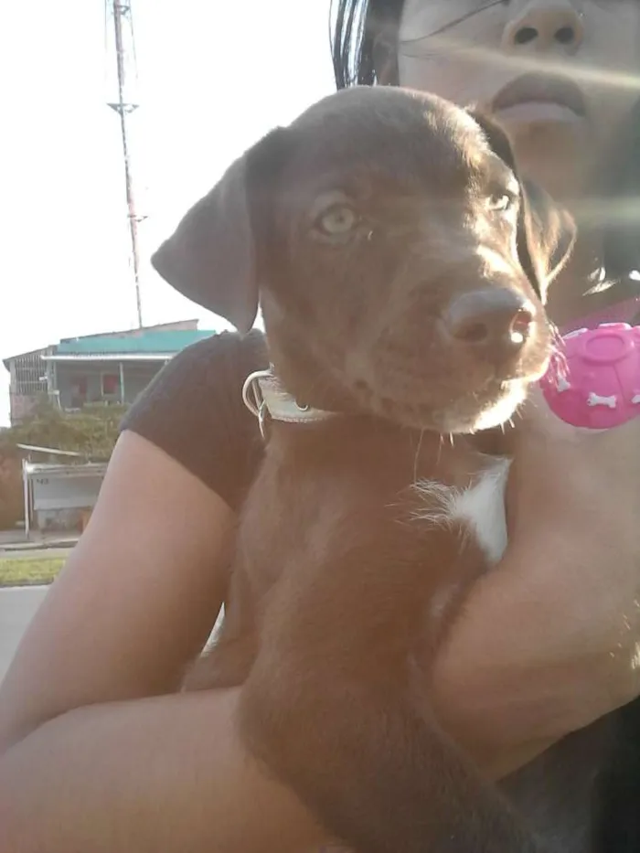 Cachorro raça labrador idade 2 a 6 meses nome nina