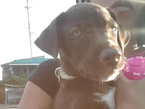 Cachorro raça labrador idade 2 a 6 meses nome nina