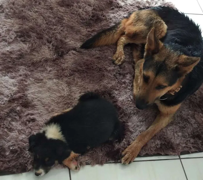 Cachorro ra a Pastor alemão idade nome Não sei